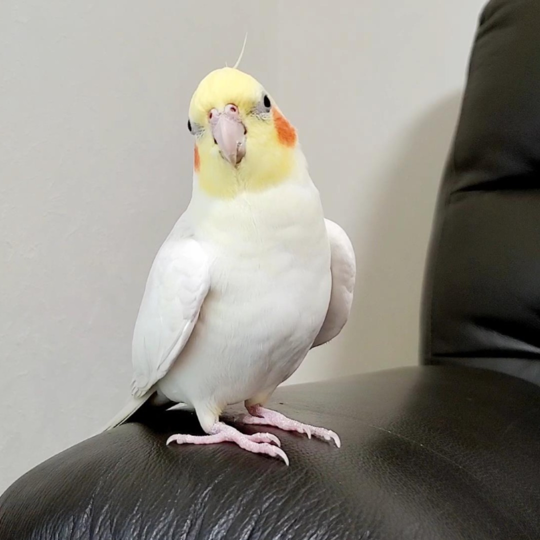 はな