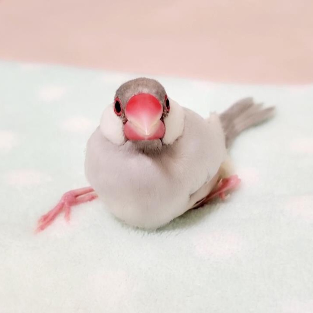 花美