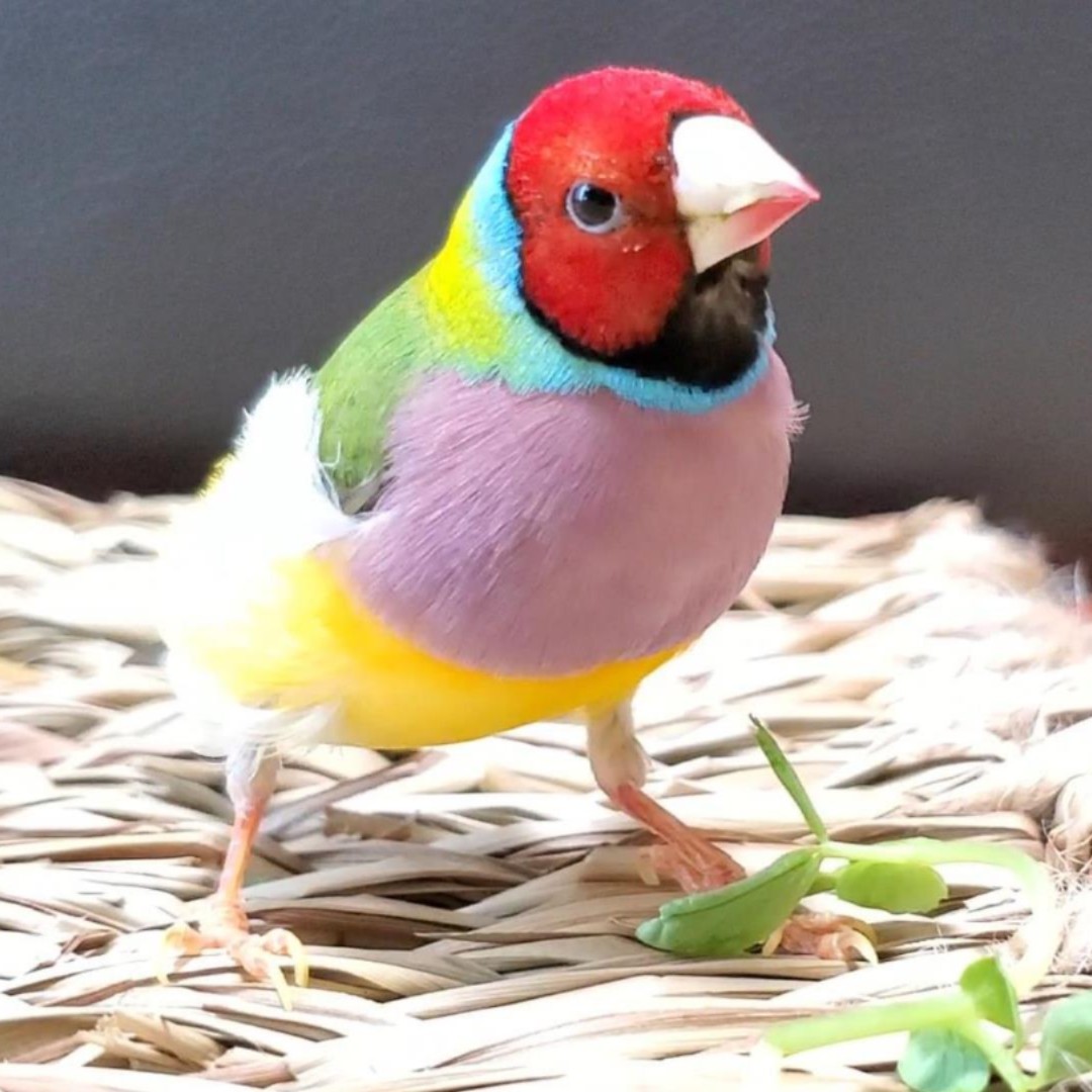 カラ
