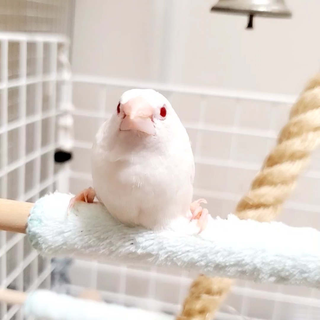 雪美